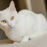Best Names for White Cats
